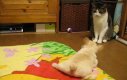 Kot vs szczeniak