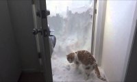Kot wykopuje wyjście z zasypanego domu
