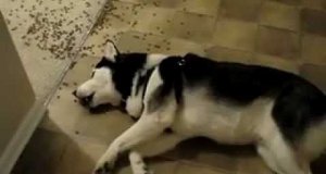 Najbardziej leniwy pies świata
