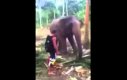 Słoń nokautuje turystę