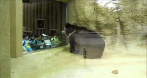 Bear In Da Zoo