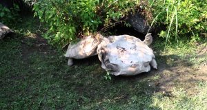 Żółw ratuje swojego przyjaciela