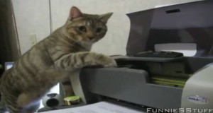 Koty vs drukarki