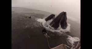 Nurkowie prawie pożarci przez wieloryby