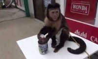 Soczek dla małpki
