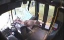 Jelonek uwięziony w autobusie