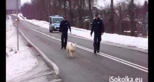 Policja goni sprytnego zwierzaka