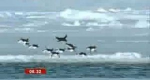 Latające pingwiny
