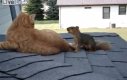 Wiewiórka po latach rozłąki odwiedza swojego przyjaciela kota