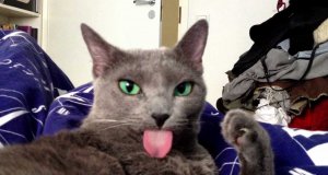 Kot pokazał język