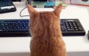 Praca przy komputerze, kiedy masz kota