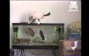Kot vs rybka akwariowa