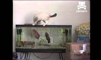 Kot vs rybka akwariowa