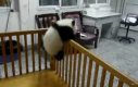 Panda ucieka z łóżeczka w przedszkolu