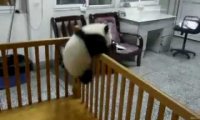 Panda ucieka z łóżeczka w przedszkolu