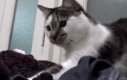 Kot, który nie lubi baniek mydlanych