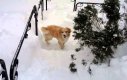 Pies brnie dzielnie w śniegu