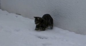 Kociak po raz pierwszy widzi śnieg