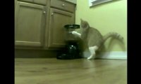 Kot i dozownik jedzenia