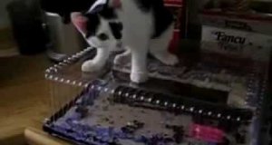 Kot dobiera się do tortu