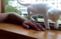 Kot ratuje rękę swojego właściciela