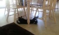 Kot i okrążenia wokół stołu