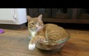 Jak bardzo kot może mieć wyrąbane