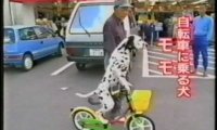 Pies na rowerze