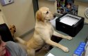 Pies jako pomocnik biurowy