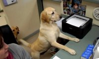 Pies jako pomocnik biurowy