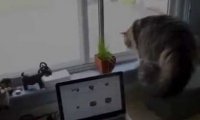 Co ten kot zobaczył za oknem?