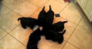 6 psów w pełnej synchronizacji