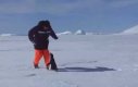 Pingwin atakuje!