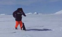 Pingwin atakuje!