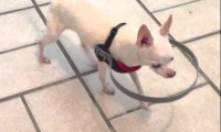 Niewidomy pies ze zderzakiem