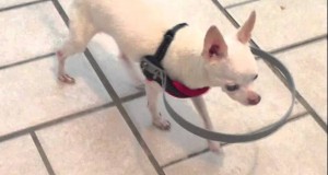 Niewidomy pies ze zderzakiem