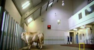 Krowy po sterydach