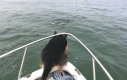 Pies postanowił się pobawić z delfinami