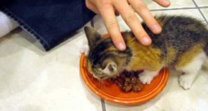 Kot broniący swojego jedzenia