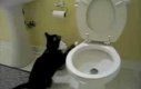 Koty w toalecie