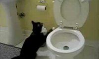 Koty w toalecie