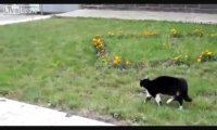 Kot vs pies - Stawka większa niż życie