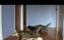 Driftujące koty