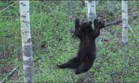 Niesamowicie uparty niedźwiedź