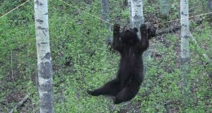 Niesamowicie uparty niedźwiedź