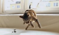 Koty kontra zdalnie sterowany helikopter