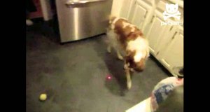 Pies sam się bawi laserem