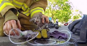 Strażak uratował kociaka po pożarze