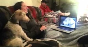 Psy rozmawiają przez Skype