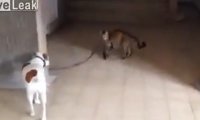 Kot prowadzi psa na smyczy